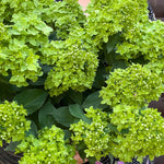 Hydrangea Paniculata Groundbreaker Greeny - 14cm pots | Set-of-3 | Lime Green