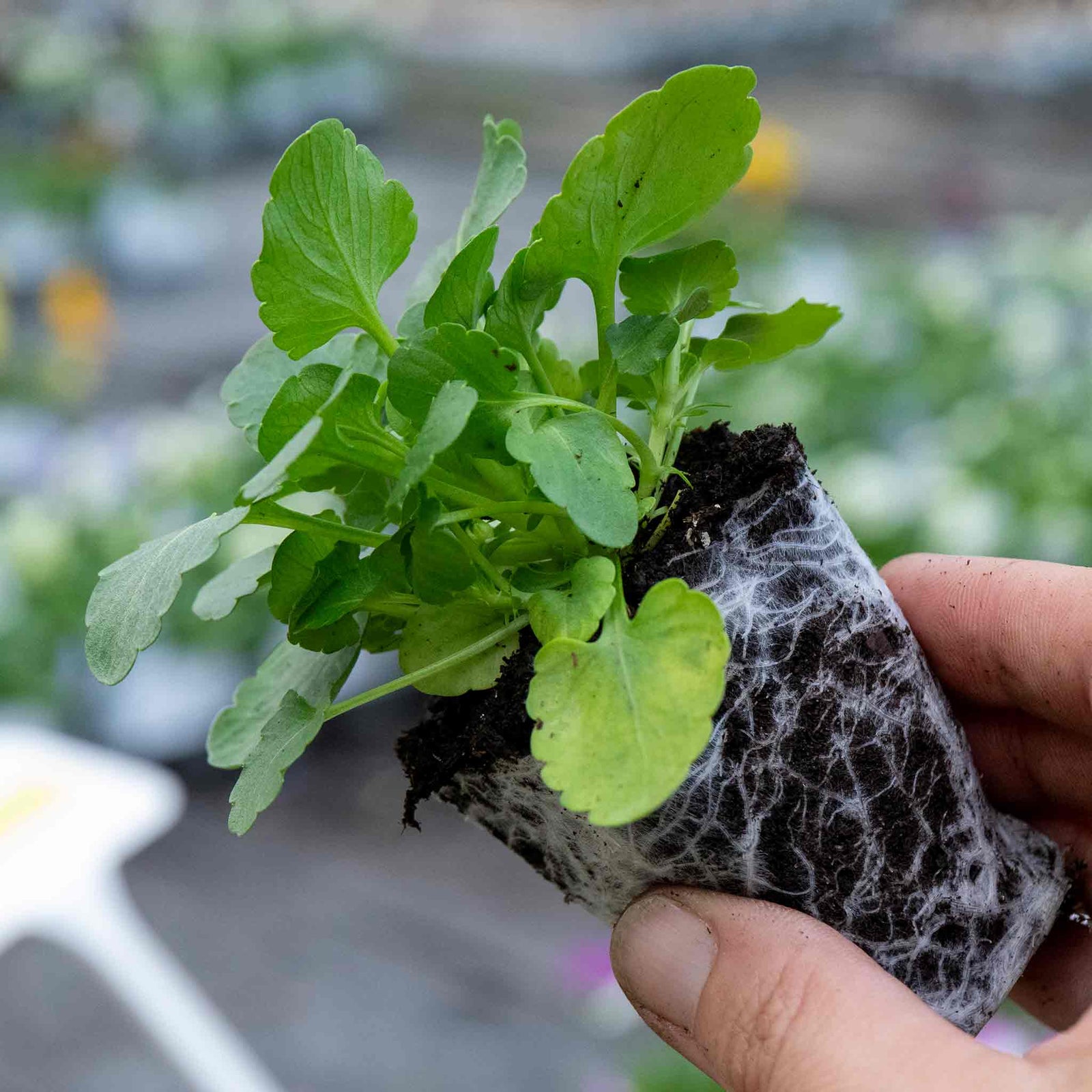 Pansy Matrix Blotched Mix Pro Grower Plugs