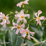 Trachelospermum Star Of Milano 9cm Pot | Set of 1