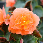 Begonia 'bellisa Flame' Double Orange Begonia 30-45 Cm | 6 x Jumbo Plugs | Burnt Orange