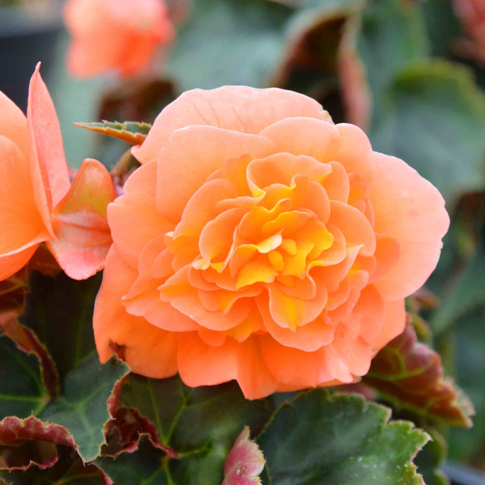 Begonia 'bellisa Flame' Double Orange Begonia 30-45 Cm | 12 x Jumbo Plugs | Burnt Orange