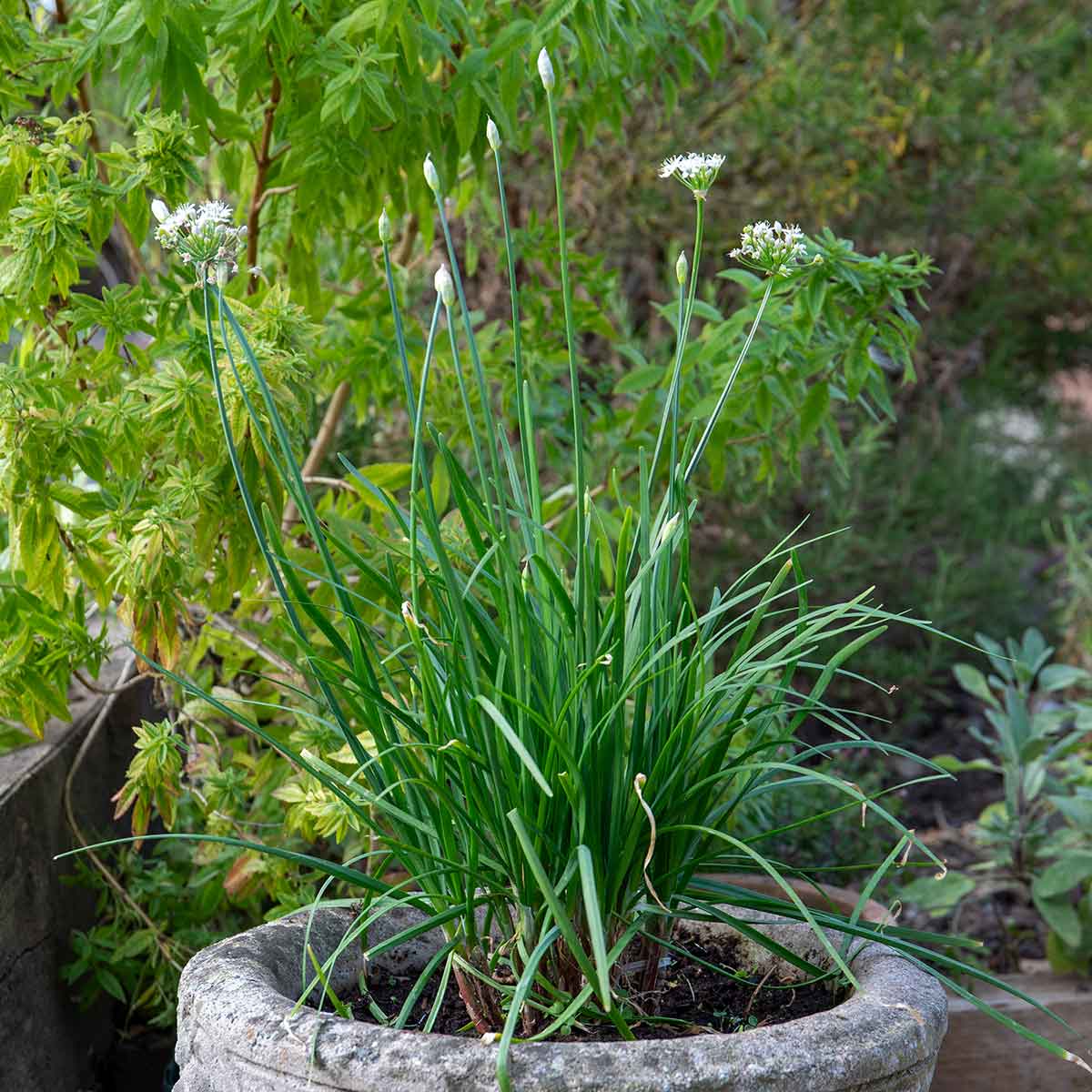 Garlic Chives (allium Tuberosum) - Plug Plants | 1L | White