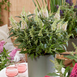 Buddleja 'butterfly Candy Little White', Dwarf White Butterfly Bush | 1 x 9cm | White