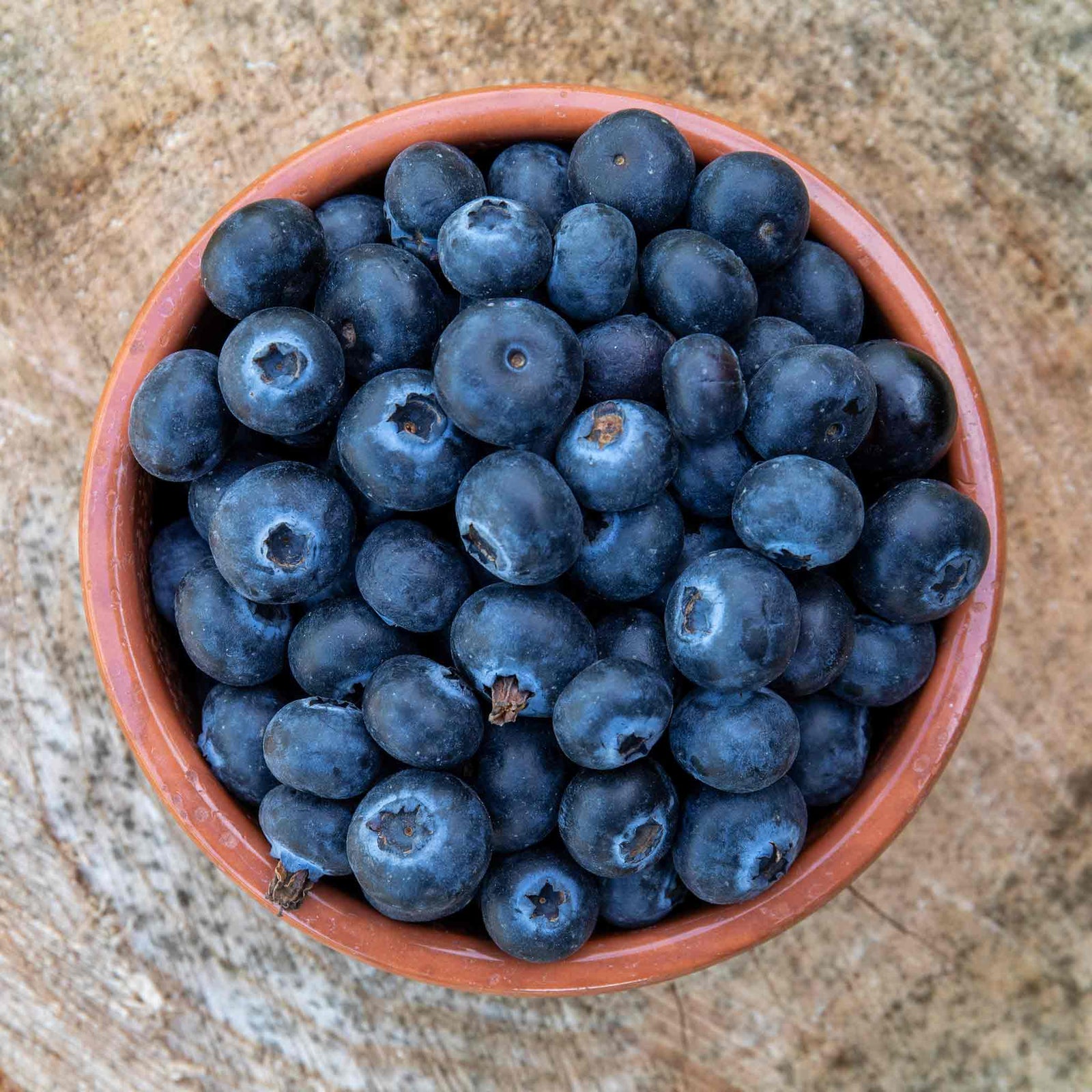 Blueberry Plant 'brigitta Blue' | 2L