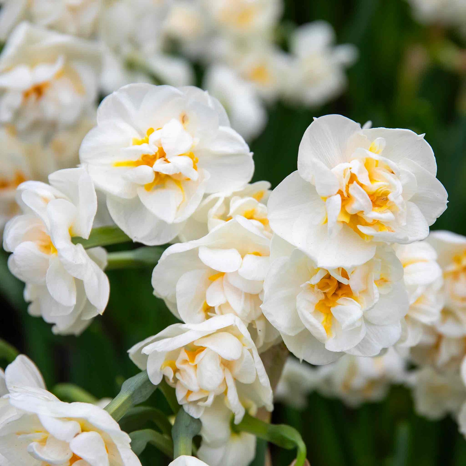 Daffodil 'bridal Crown' Fragrant Double White Narcissus | 10 x Bulbs | Yellow & White