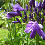 Hayloft Exclusive Agapanthus Collection - 3 Stunning African Lily Plants In 9cm Pots