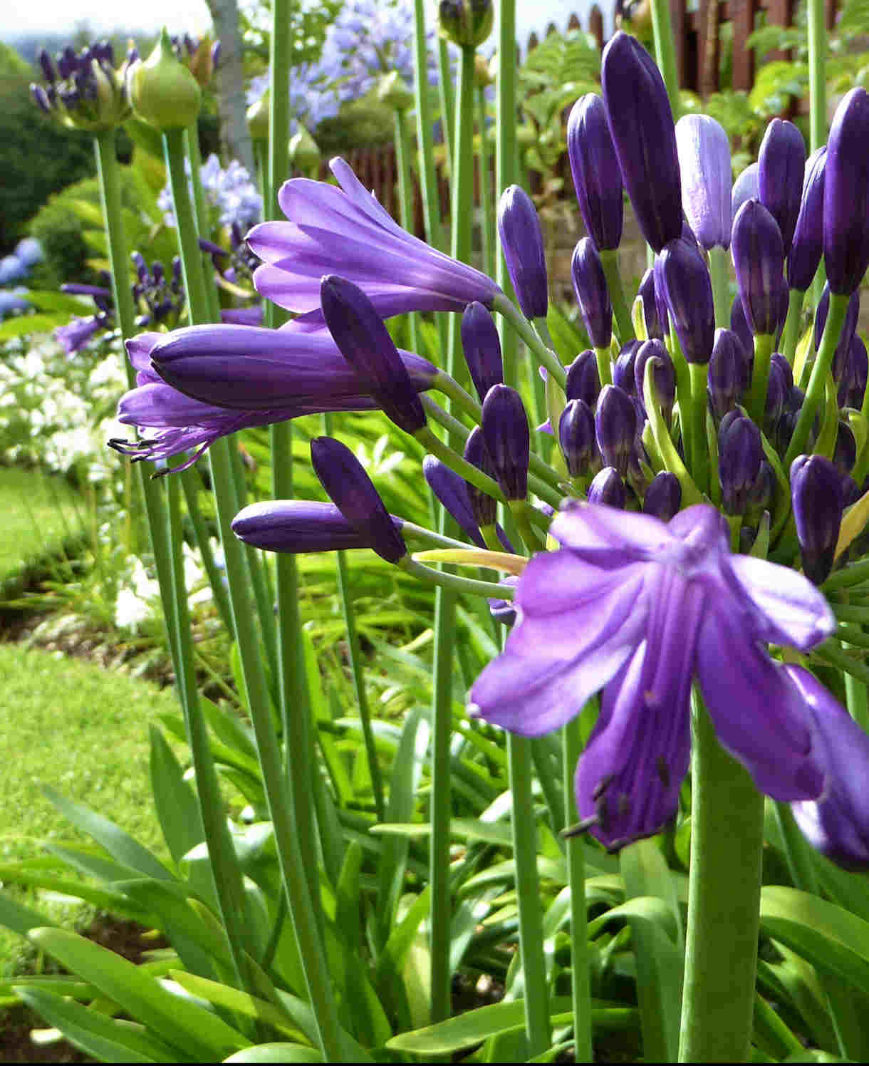 Hayloft Exclusive Agapanthus Collection - 3 Stunning African Lily Plants In 9cm Pots