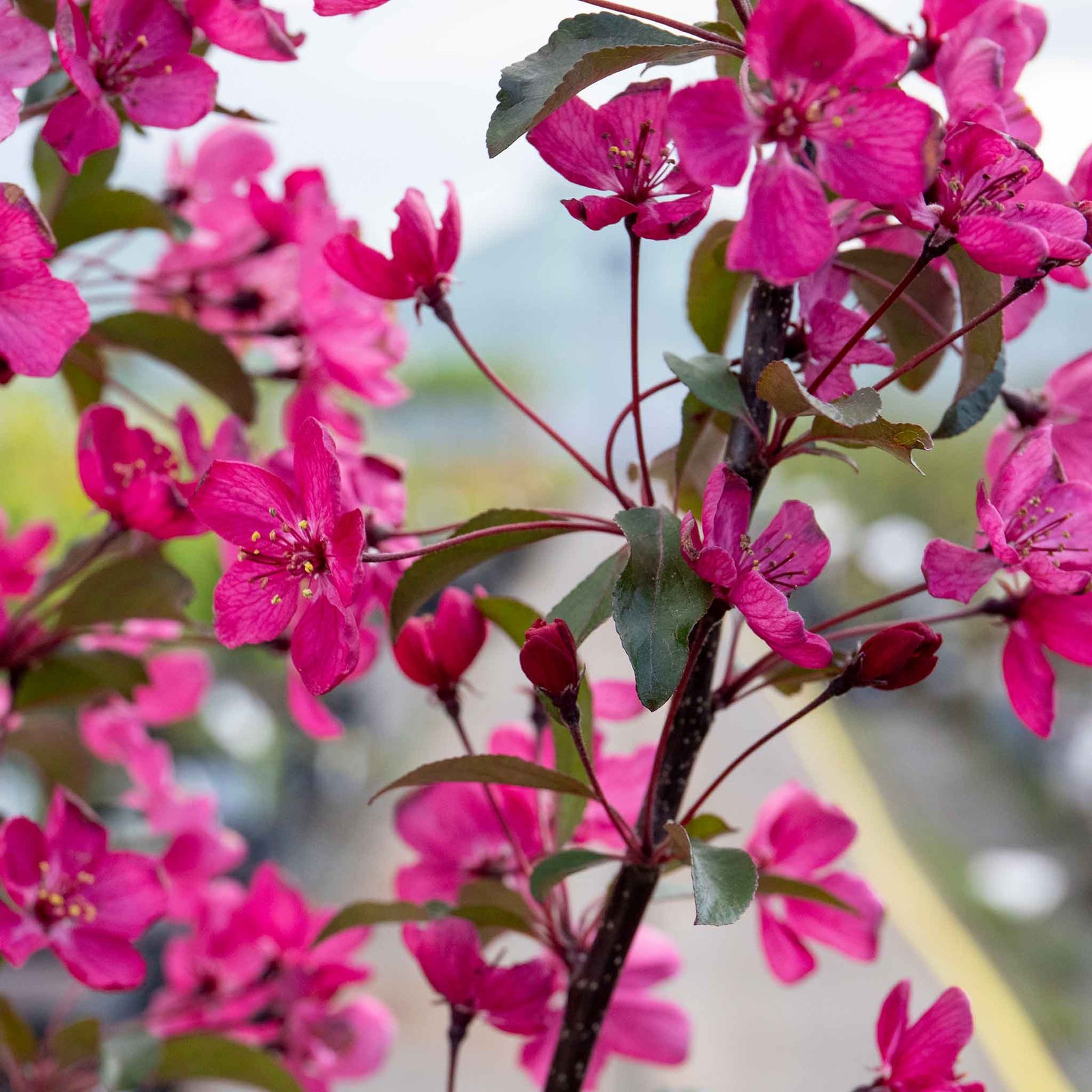 Malus 'liset' Dwarf Patio Crab Apple Tree | 1 x 5L | Rose Pink