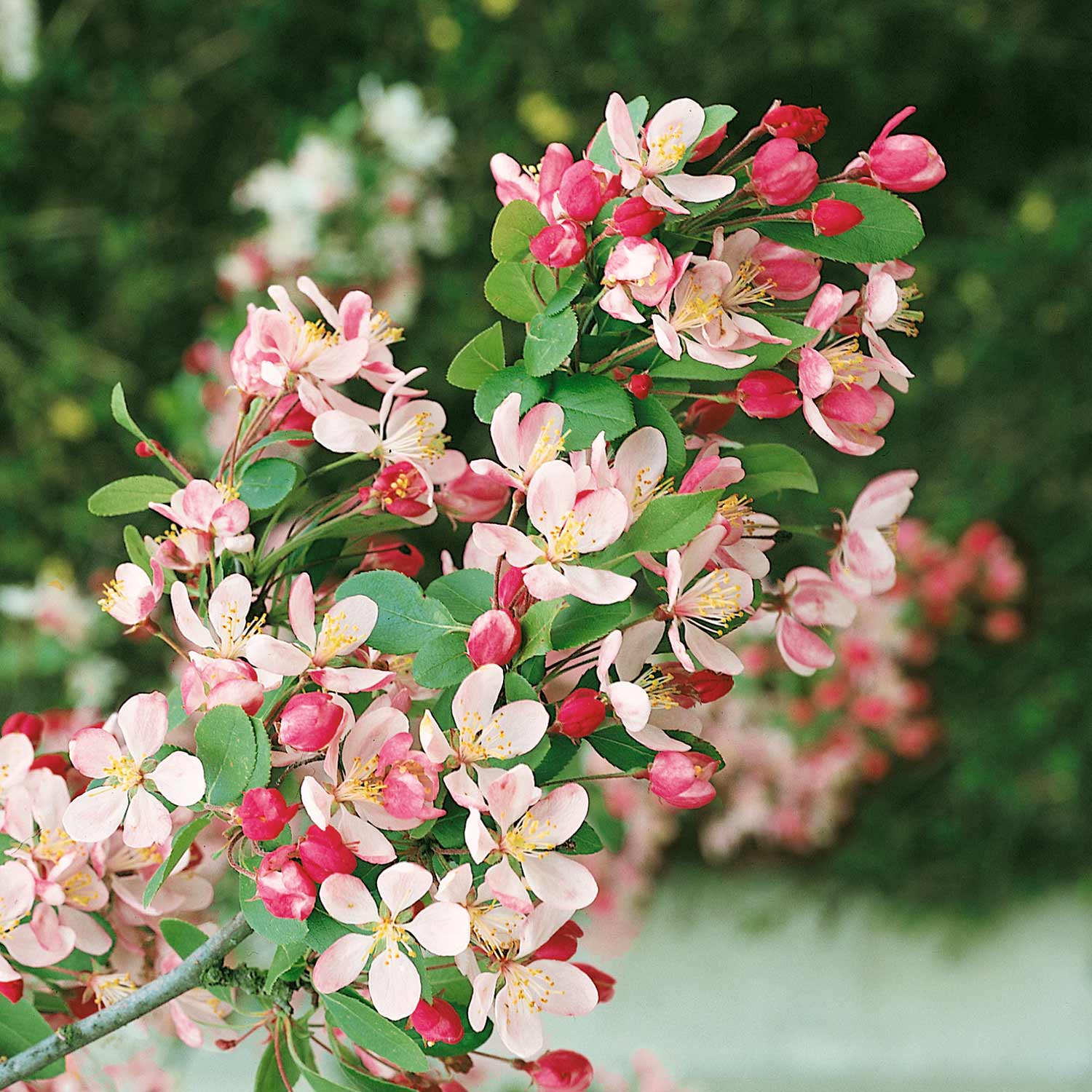 Malus X Floribunda Crab Apple Tree, Patio Dwarf (rhs Award) | 1 x 5L | Pastel Pink