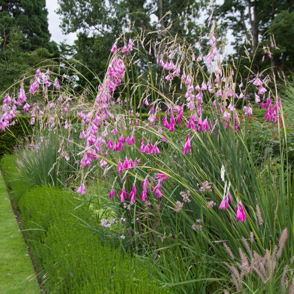 Dainty Dierama Collection - Pink, Purple And White Angels Fishing Rod Plants - 3 x 7cm pots
