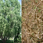 Direct Plants Salix Erythroflexuosa Twisted Willow Tree 6ft Tall Supplied In A 12 Litre Pot