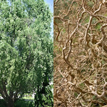 Salix Erythroflexuosa Twisted Willow Tree 6ft Tall Supplied In A 12 Litre Pot