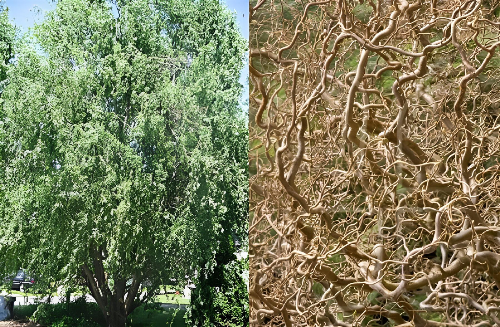 Salix Erythroflexuosa Twisted Willow Tree 6ft Tall Supplied In A 12 Litre Pot