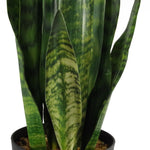 Artificial Sansevieria Zeylanica Plant 70cm