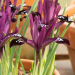 Hayloft Iris Reticulata Pauline 15 Bulbs