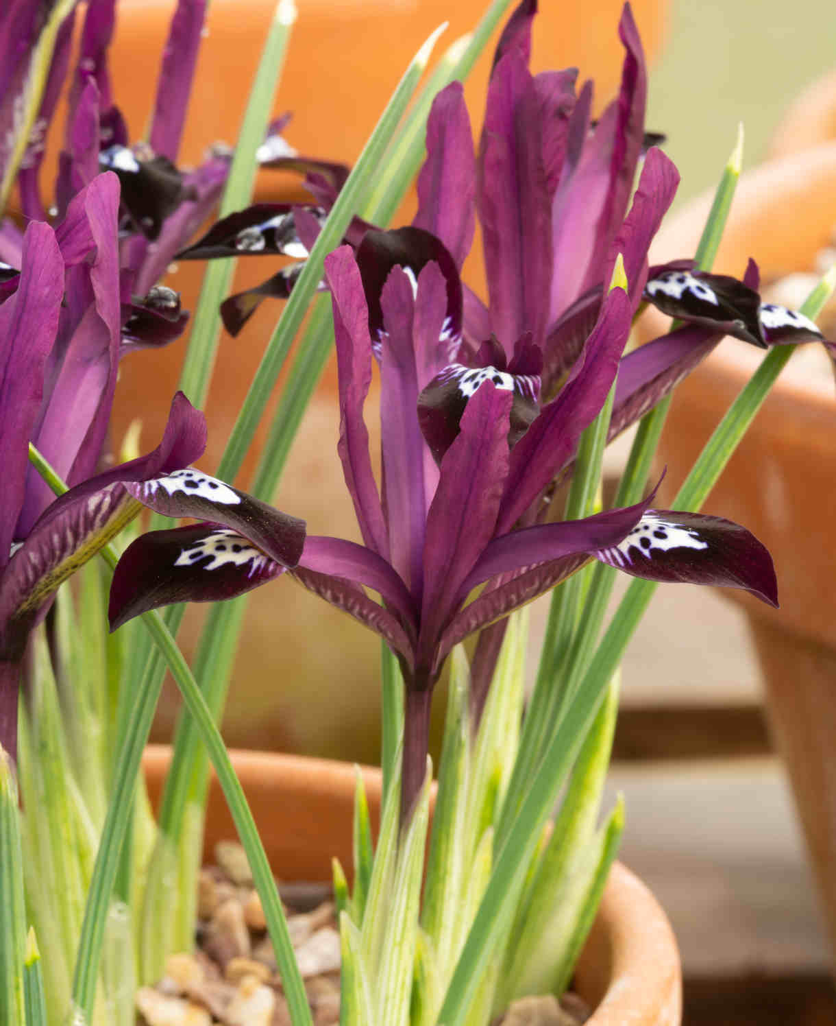 Hayloft Iris Reticulata Pauline 15 Bulbs