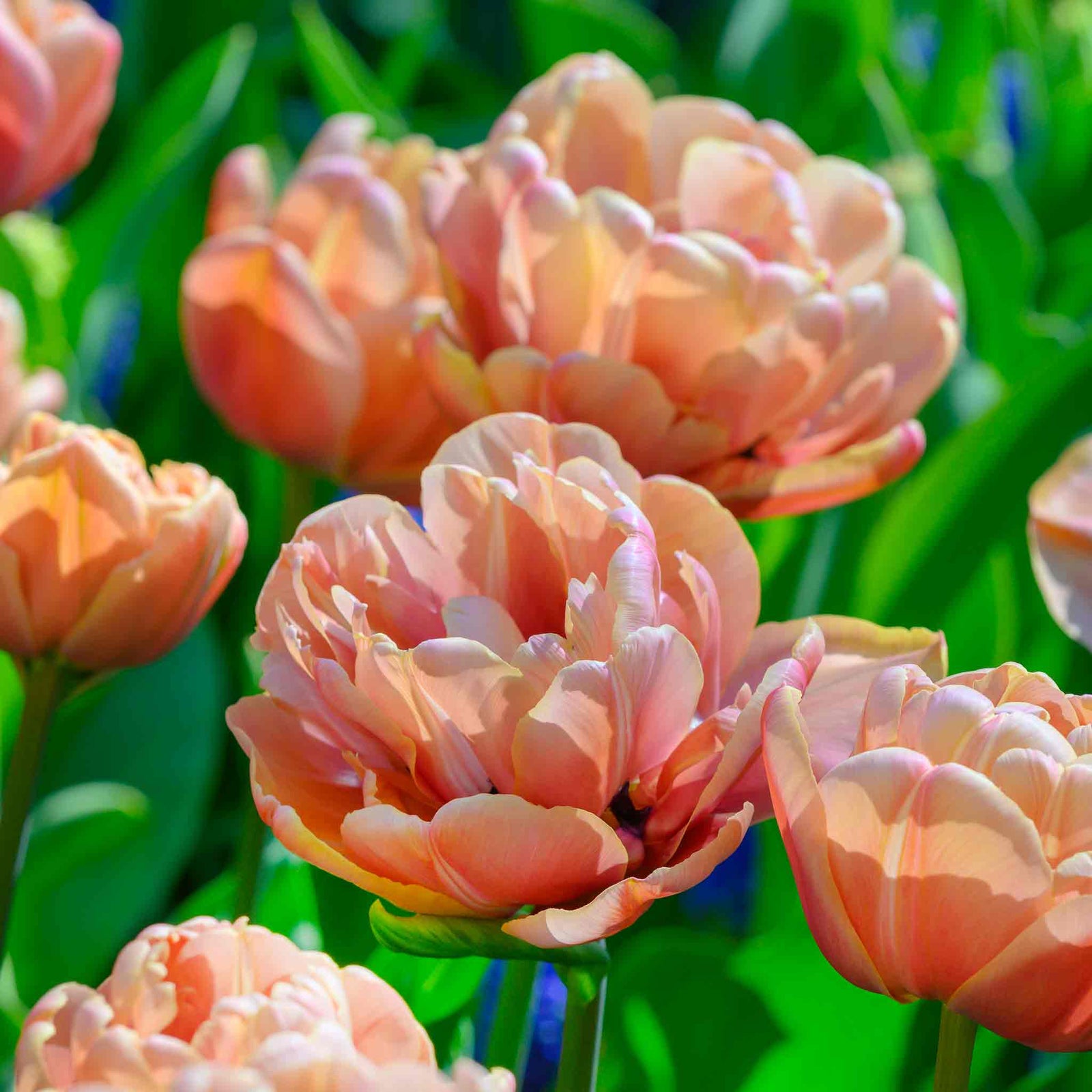 Tulip 'copper Image' Double | 10 x Bulbs | Orange