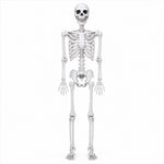 Yezi Halloween Skeleton Life Size 185cm Posable Joints Haunted House Patio White