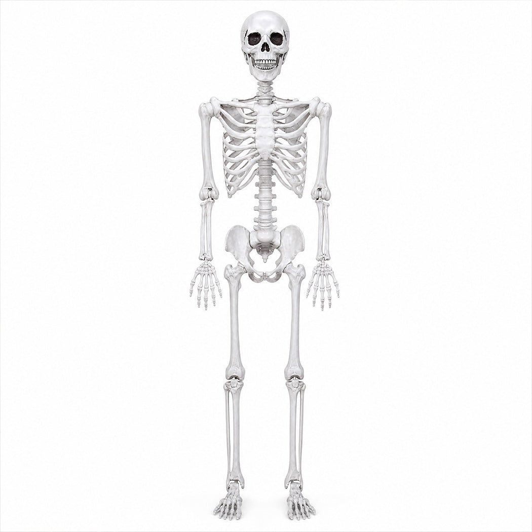 Yezi Halloween Skeleton Life Size 185cm Posable Joints Haunted House Patio White