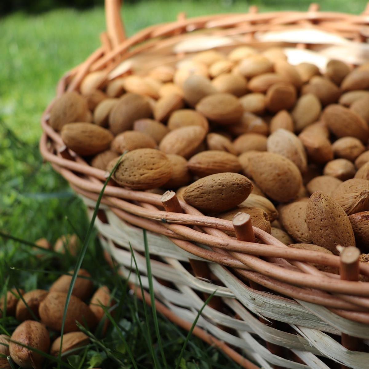 Direct Plants Sweet Eating Almond Dulcis Fruit Nut Tree 6ft Supplied In A 7.5 Litre Pot