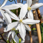 Clematis 'armandii' Evergreen Climber | 1 x 7.5L | Pink & White