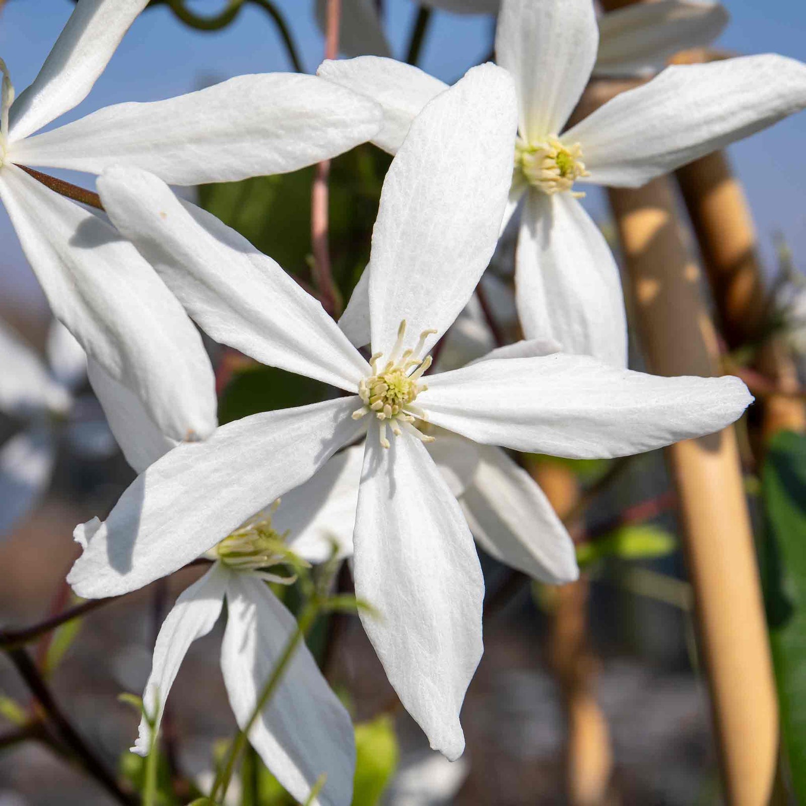 Clematis 'armandii' Evergreen Climber | 1 x 7.5L | Pink & White