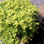 Lysimachia 'goldilocks' (golden Creeping Jenny) Trailing Evergreen For Pots And Baskets | 12 x Plug Plants | Green