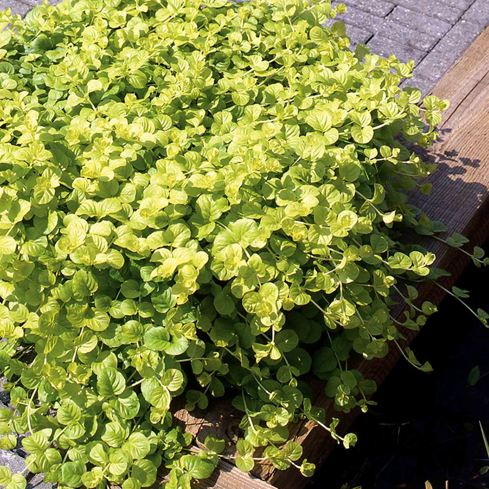 Lysimachia 'goldilocks' (golden Creeping Jenny) Trailing Evergreen For Pots And Baskets | 12 x Plug Plants | Green