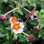 Zaluzianskya 'orange Eye' Night Phlox | 3 x Jumbo Plugs | Multi