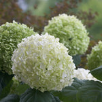 Hayloft Hydrangea Arborescens Strong Annabelle - 3l Pot