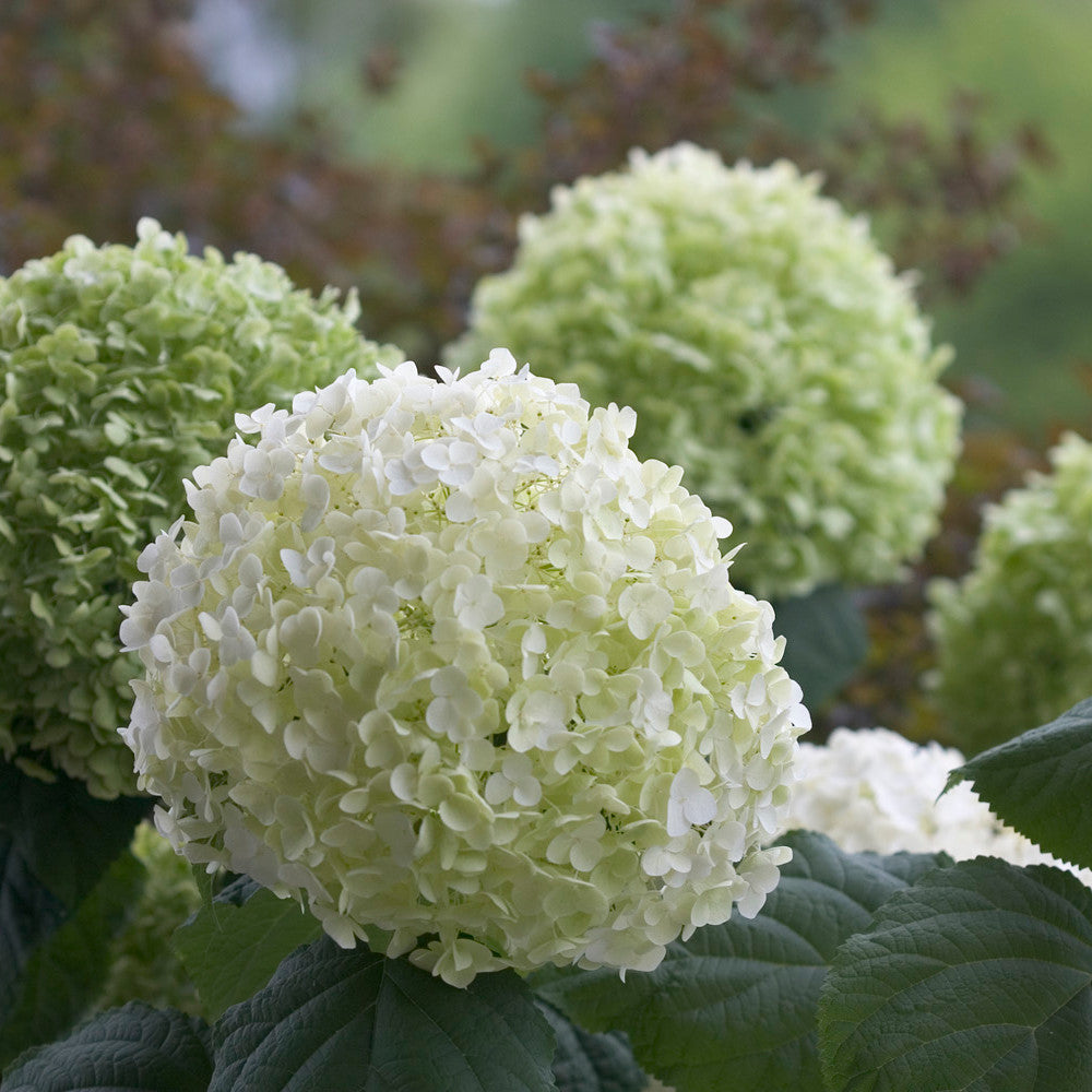 Hayloft Hydrangea Arborescens Strong Annabelle - 3l Pot
