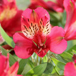 Alstroemeria Pitchounes 'Gaspard' - 3 x 9cm Pots