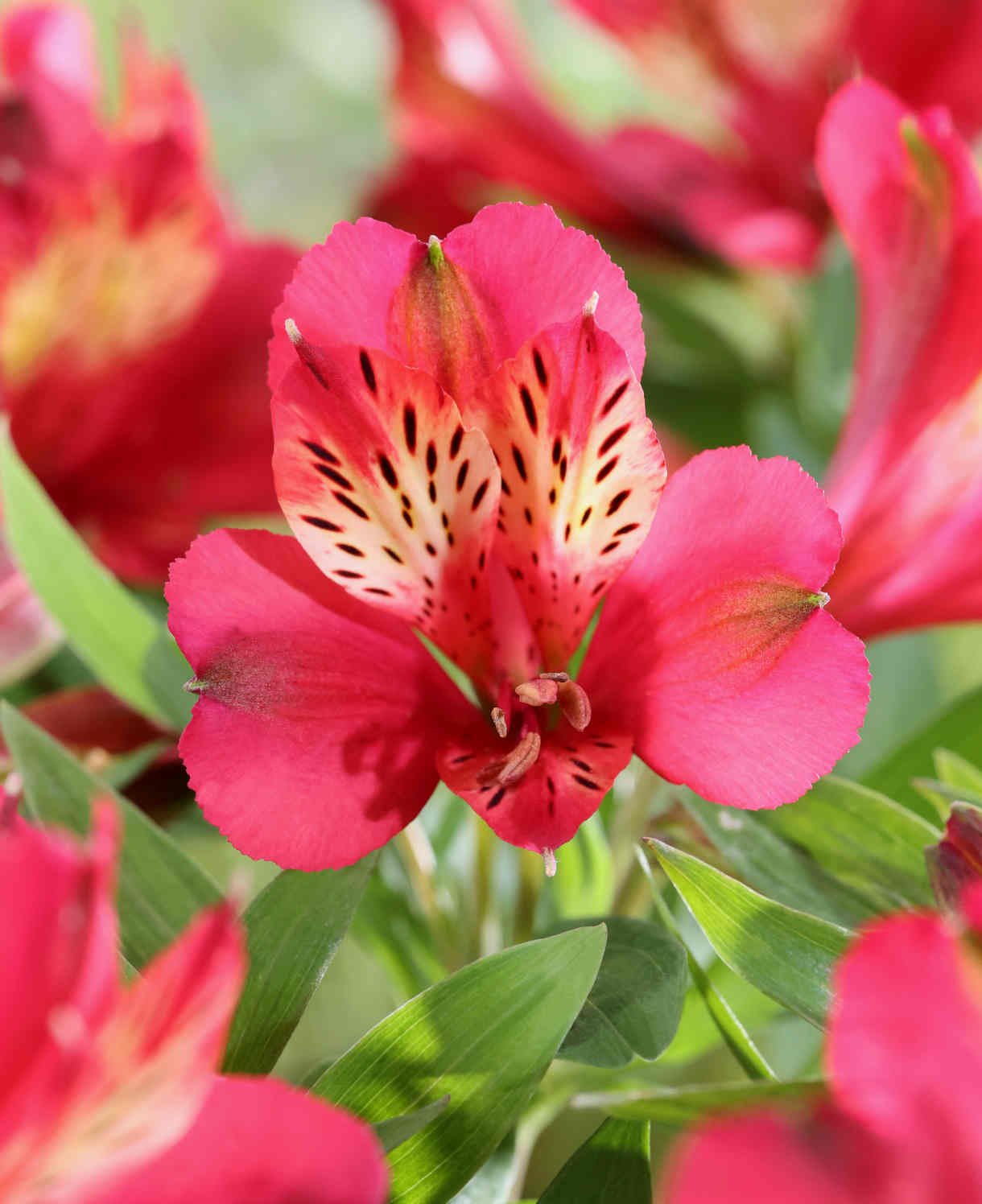 Alstroemeria Pitchounes 'Gaspard' - 3 x 9cm Pots