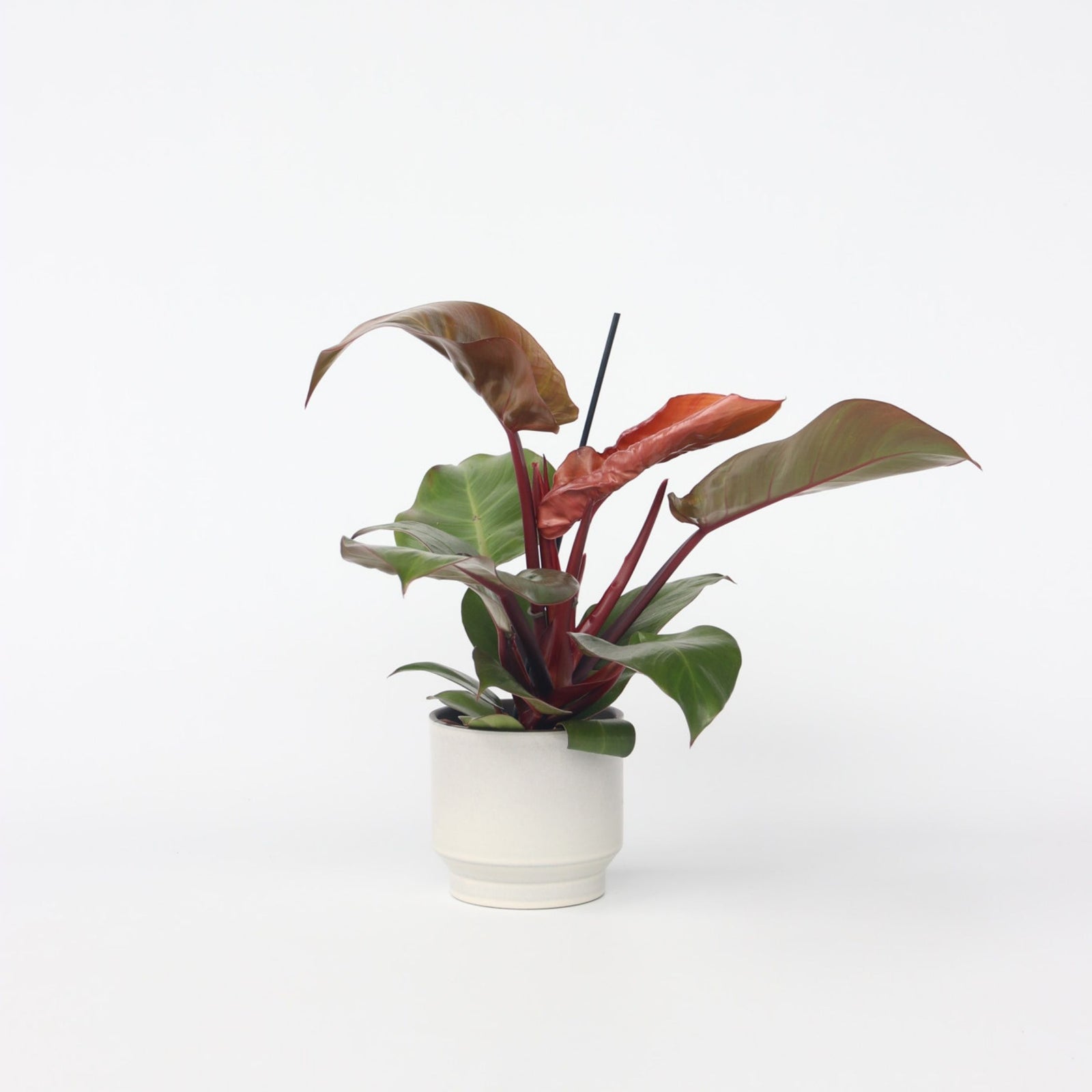 Sweetheart Plant - Philodendron 'sun Light' - Height 20-30cm - ⌀12cm | Set of 1 | Red