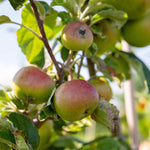 Patio Apple 'cox's Orange Pippin' - Mini Espalier, Bare-root, M26 Rootstock | 1 x 5L | Orange & Yellow