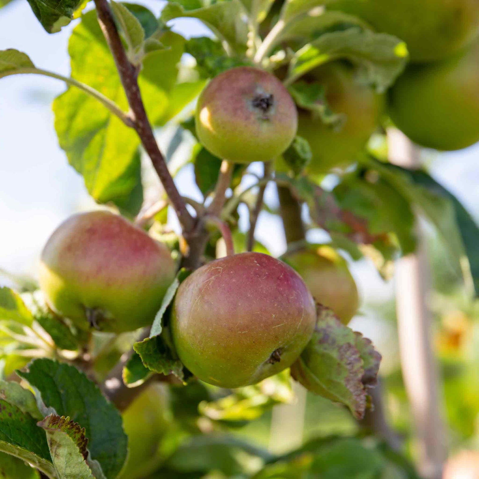 Patio Apple 'cox's Orange Pippin' - Mini Espalier, Bare-root, M26 Rootstock | 1 x 5L | Orange & Yellow