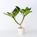 Frangipani - Plumeria Rubra 'pink' - Height 55-70cm - ⌀17cm | Set of 1 | Pink