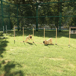 Dog Agility Weave Poles Training Obstacle Course Set With Whistle