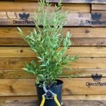 Direct Plants Nandina Domestica Heavenly Bamboo Shrub Large 40cm Supplied In A 3 Litre Pot