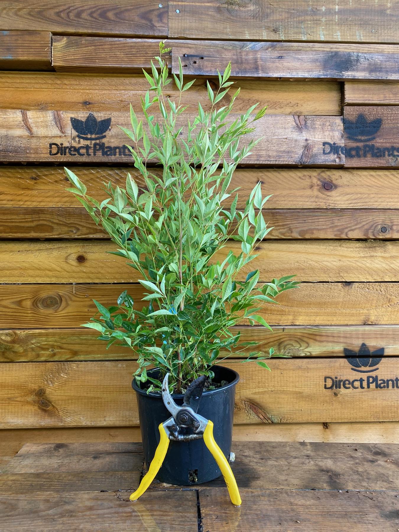 Direct Plants Nandina Domestica Heavenly Bamboo Shrub Large 40cm Supplied In A 3 Litre Pot