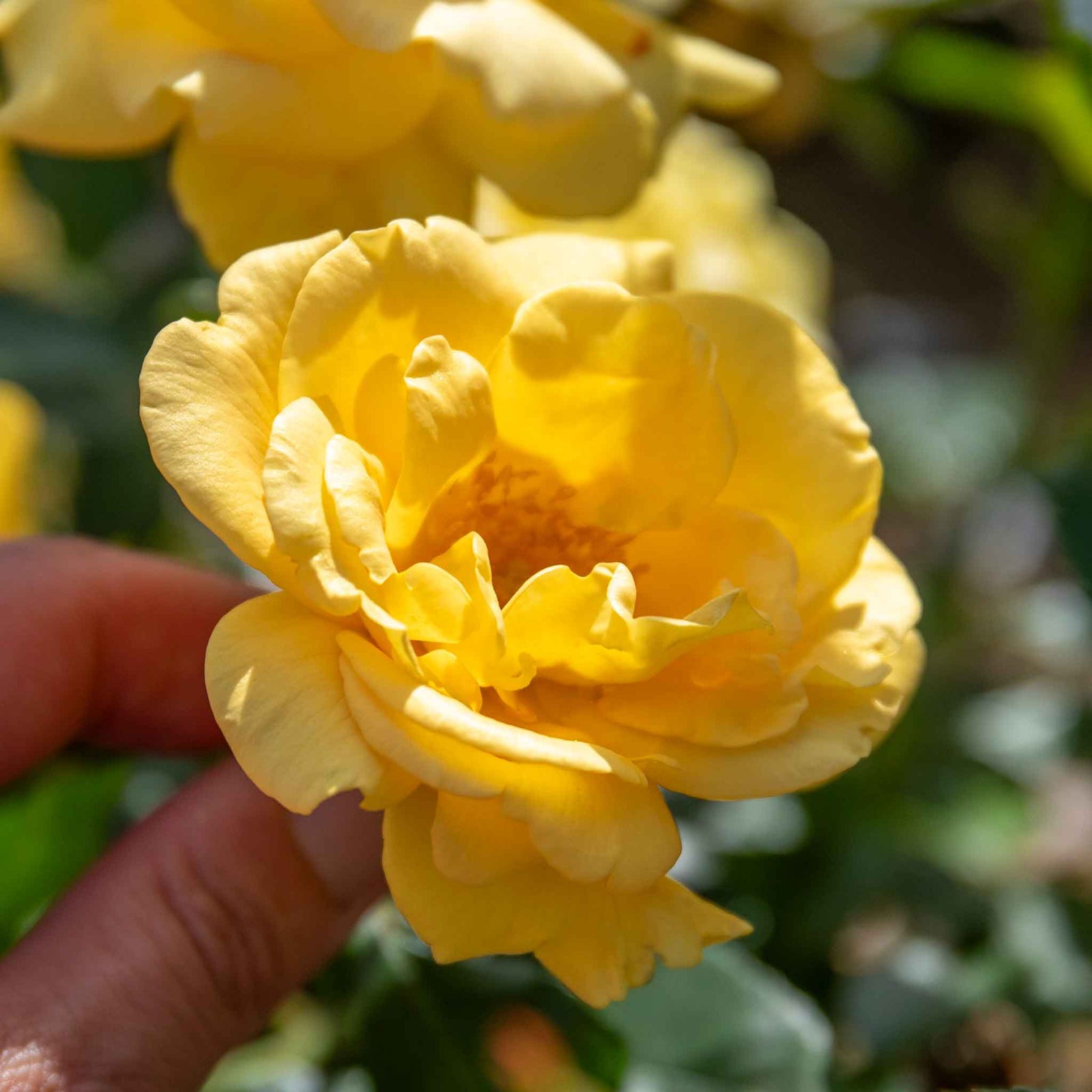 Rose 'precious Gold' Floribunda (golden Yellow, ) | 1 x Bare Root | Yellow