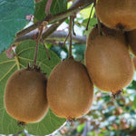 Golden Kiwi Plant (actinidia Chinensis) | 1 x 2L | Gold
