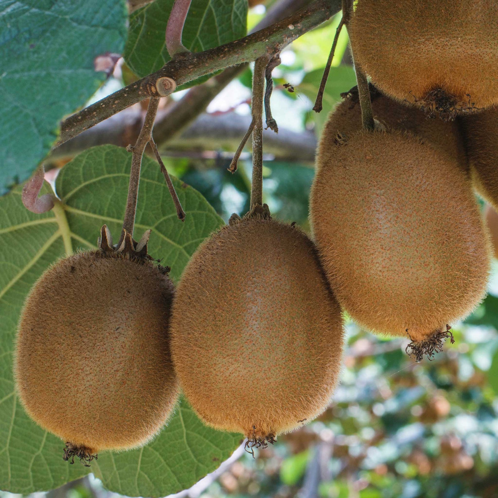 Golden Kiwi Plant (actinidia Chinensis) | 1 x 2L | Gold