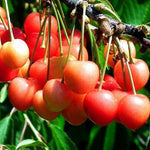 Dwarf Patio Napolean Cherry Fruit Tree 3-4ft Supplied In A 5 Litre Pot