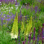 Hayloft Salvia Collection - 6 Different Salvias Chosen From The Best In Our Nursery - 9cm pots.
