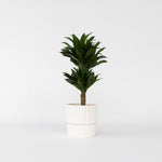 Dragon Tree - Dracaena Surculosa - Height 50-65cm - ⌀17cm | Set of 1 | Green