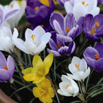 Thompson & Morgan Mixed Crocus Bulb Collection - 80 Bulbs