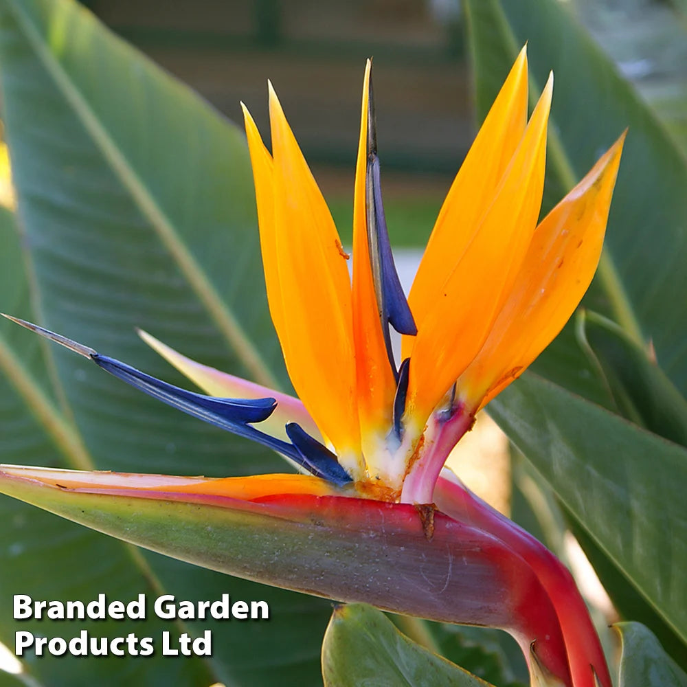 Strelitzia Bird Of Paradise 9cm Potted Plant | 1 x 9cm