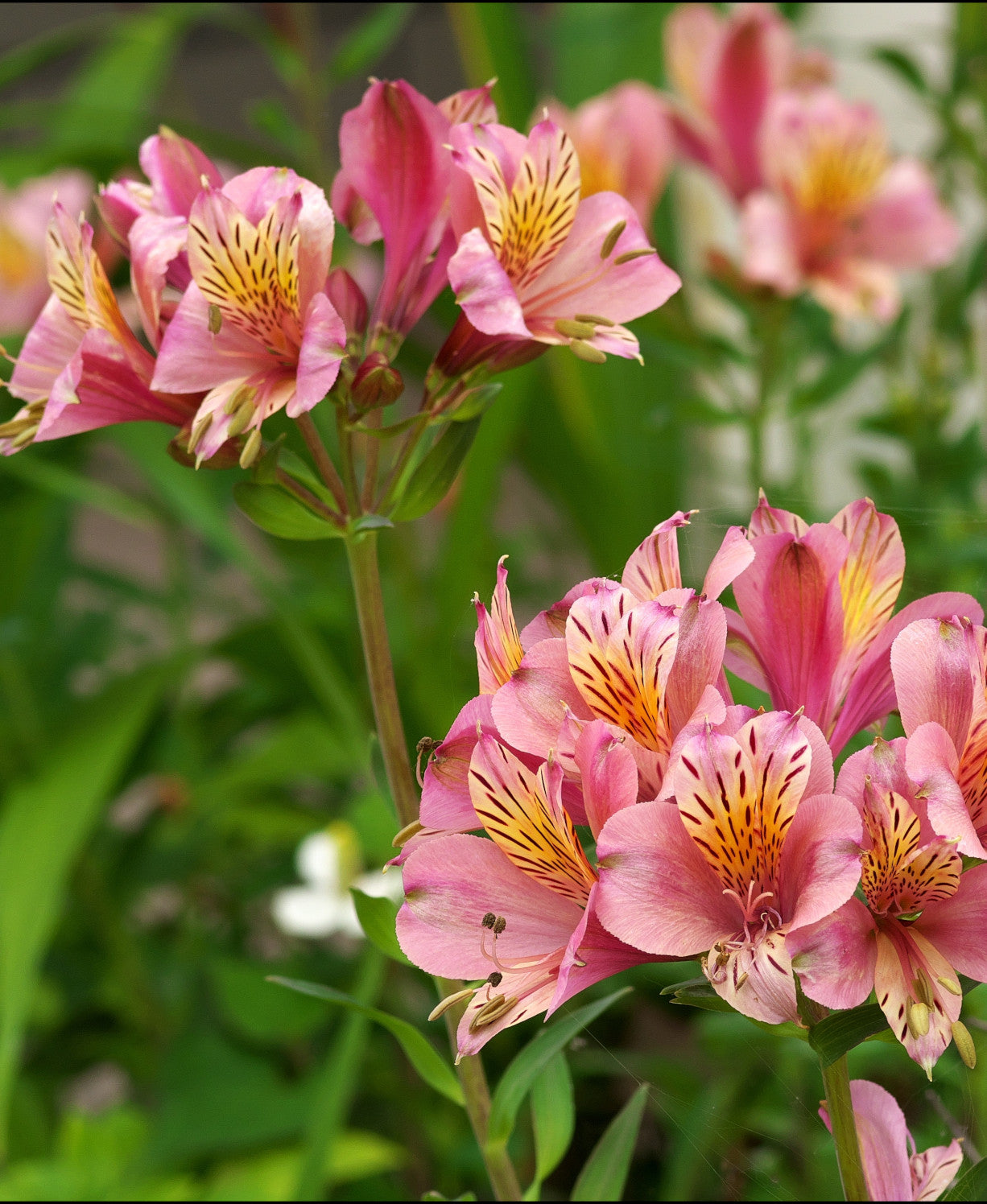 Hayloft Alstroemeria Duc D'anjou Charles - 3 x 9cm Pots