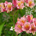 Alstroemeria Duc D'anjou Charles - 3 x 9cm Pots